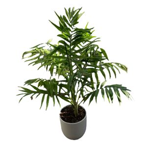 گیاه طبیعی نخل شامادورا کد 02