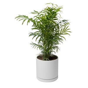 گیاه طبیعی نخل شامادورا کد 11023_2203