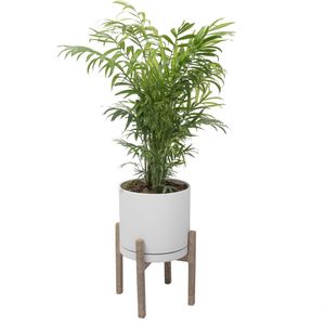 گیاه طبیعی نخل شامادورا کد 2203_5102