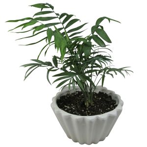 گیاه طبیعی نخل شامادورا کد m01