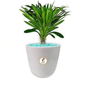 گیاه طبیعی نخل ماداگاسکار شرکت گلباران سبز گیلان مدل gn12 19l