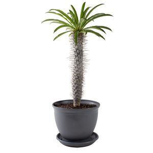 گیاه طبیعی نخل ماداگاسکار مدل p 21