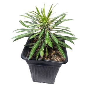 گیاه طبیعی نخل ماداگاسکار کد 2  as