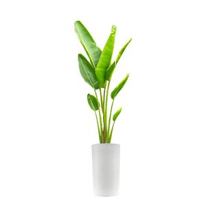 گیاه طبیعی نخل مسافر مدل ماداگاسکار کد 120