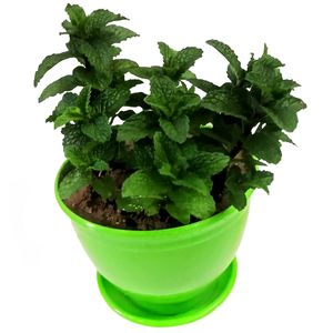 گیاه طبیعی نعنا مدل c 27
