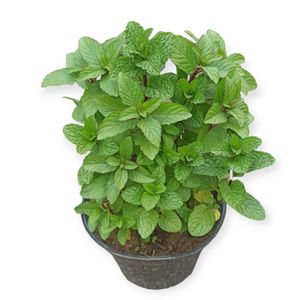 گیاه طبیعی نعناع مدل r41