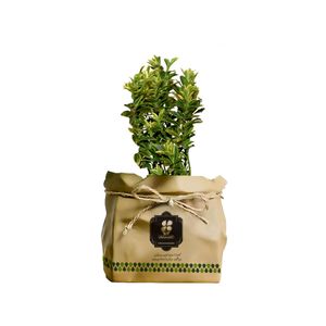 گیاه طبیعی نهال شمشاد گلباران سبز گیلان مدل gn2 ksh7