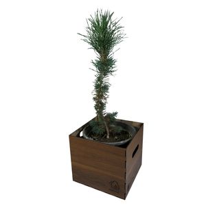 گیاه طبیعی نهال کاج ناردونه کد m01