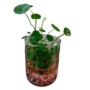 گیاه طبیعی هیدروکوتیل مدل g 13