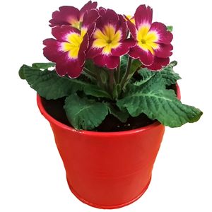 گیاه طبیعی پامچال مدل b 6