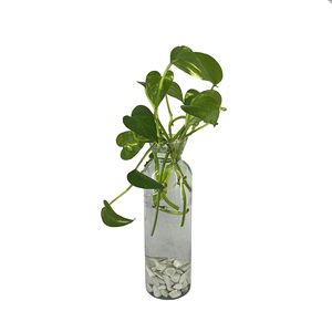 گیاه طبیعی پتوس ابلق مدل sh01
