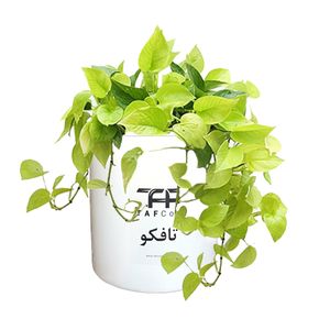 گیاه طبیعی پتوس تافکو مدل لیمویی نئون کد 2038
