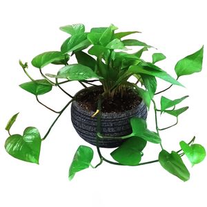 گیاه طبیعی پتوس مدل c 40