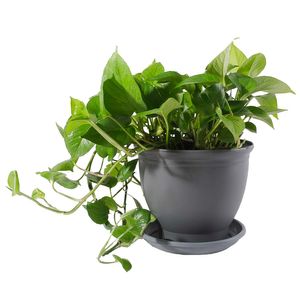 گیاه طبیعی پتوس مدل p 12