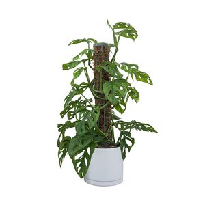 گیاه طبیعی پتوس مدل حصیری پایه دار کد 10453_2202