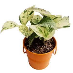 گیاه طبیعی پتوس مرمری مدل c 25