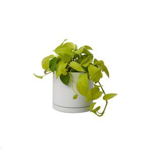 گیاه طبیعی پتوس نئون کد 10432_2202