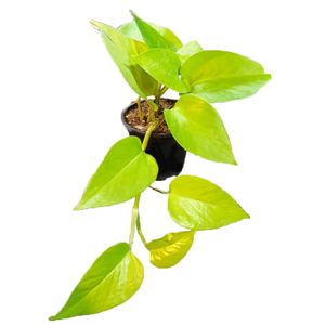 گیاه طبیعی پتوس نئون کد neon as 1400