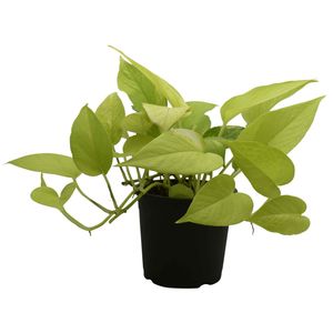 گیاه طبیعی پتوس نئون کد pn03