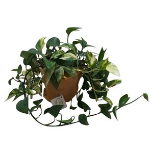 گیاه طبیعی پتوس ناردونه کد m02