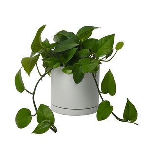 گیاه طبیعی پتوس کد 10412_2202