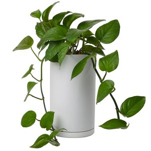 گیاه طبیعی پتوس کد 10412_2211
