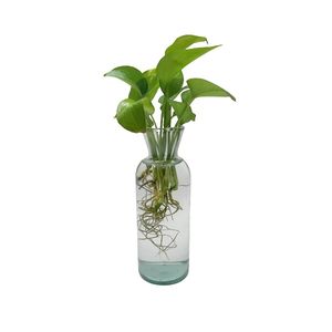 گیاه طبیعی پتوس کد glpt