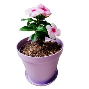 گیاه طبیعی پریوش مدل d 12