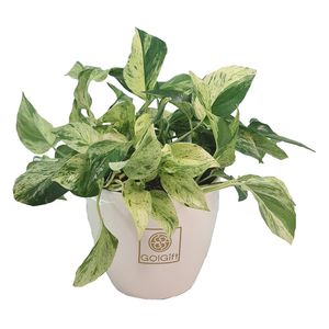 گیاه طبیعی پوتوس مرمری گل گیفت کد gp012