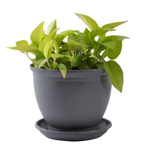 گیاه طبیعی پوتوس نئون مدل p 22