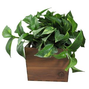 گیاه طبیعی پوتوس ناردونه کد m01