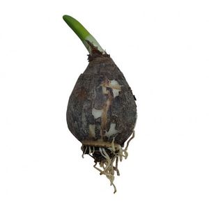 گیاه طبیعی پیاز نرگس شیراز مدل f 24
