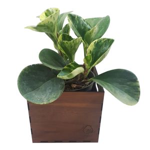 گیاه طبیعی پیرومیا ناردونه کد ab   s02