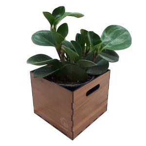 گیاه طبیعی پیرومیا ناردونه کد sa   s02