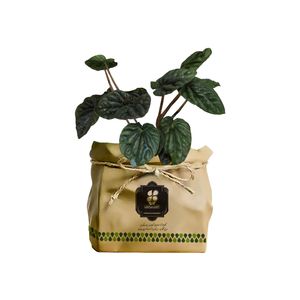 گیاه طبیعی پیله آ شرکت گلباران سبز گیلان مدل gn13 4ak