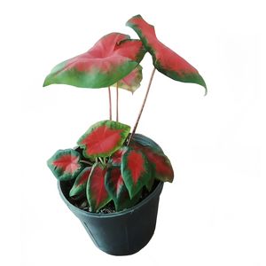 گیاه طبیعی کالادیوم مدل c 28
