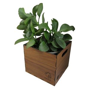 گیاه طبیعی کالانکوآ ناردونه کد l01