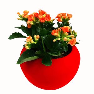 گیاه طبیعی کالانکوا مدل a 10