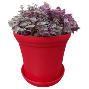 گیاه طبیعی کالیسیا مدل f 34