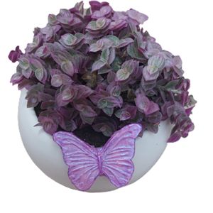 گیاه طبیعی کالیسیا مدل f 39