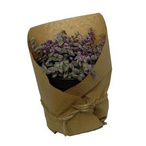 گیاه طبیعی کالیسیا کد ss02