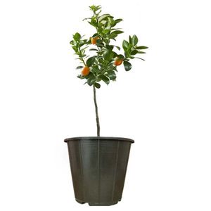 گیاه طبیعی کامکوات مدل ams53