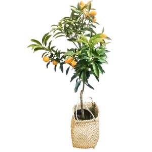 گیاه طبیعی کامکوات مدل b 10