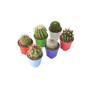 گیاه طبیعی کاکتوس آیدین کاکتوس کد cb 058 مجموعه 6 عددی