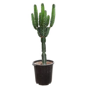 گیاه طبیعی کاکتوس افوربیا اینگنس آرکاد گل مدل eu65b7