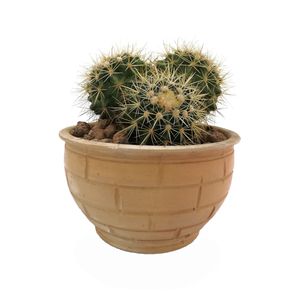 گیاه طبیعی کاکتوس اچینو مدل e18