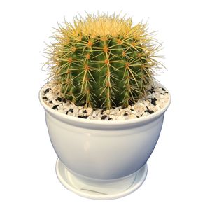 گیاه طبیعی کاکتوس اچینو گرزونی تیغ سفید مدل hz z4