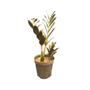 گیاه طبیعی کاکتوس زامفیلیا بلک مدل blc z1