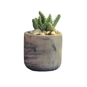 گیاه طبیعی کاکتوس ساکولنت فوکورییا مدل s 9