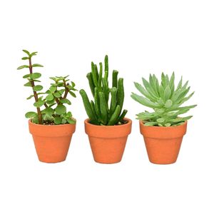 گیاه طبیعی کاکتوس ساکولنت مدل s6 3 مجموعه 3 عددی